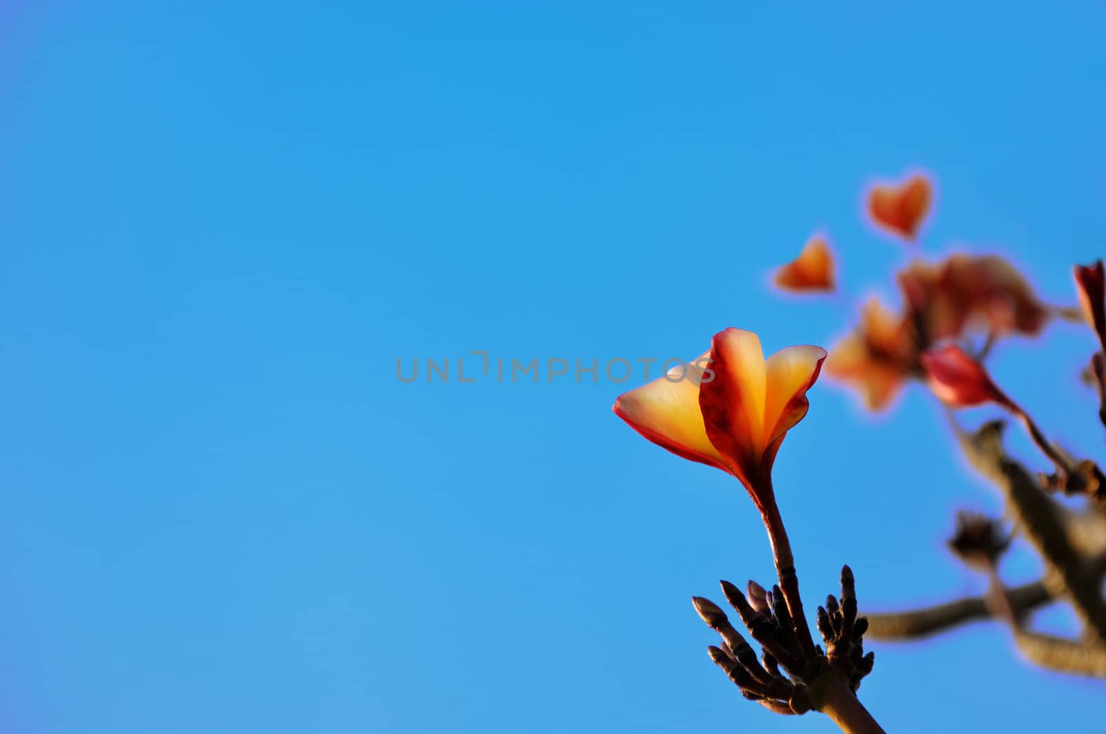 The Pink Plumeria flower and Sky