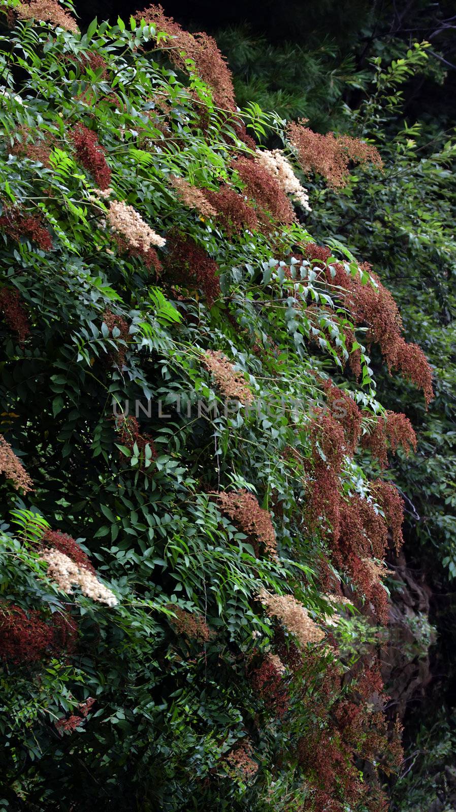 Take in Chinese Qinling sierra Zhujiang River's source