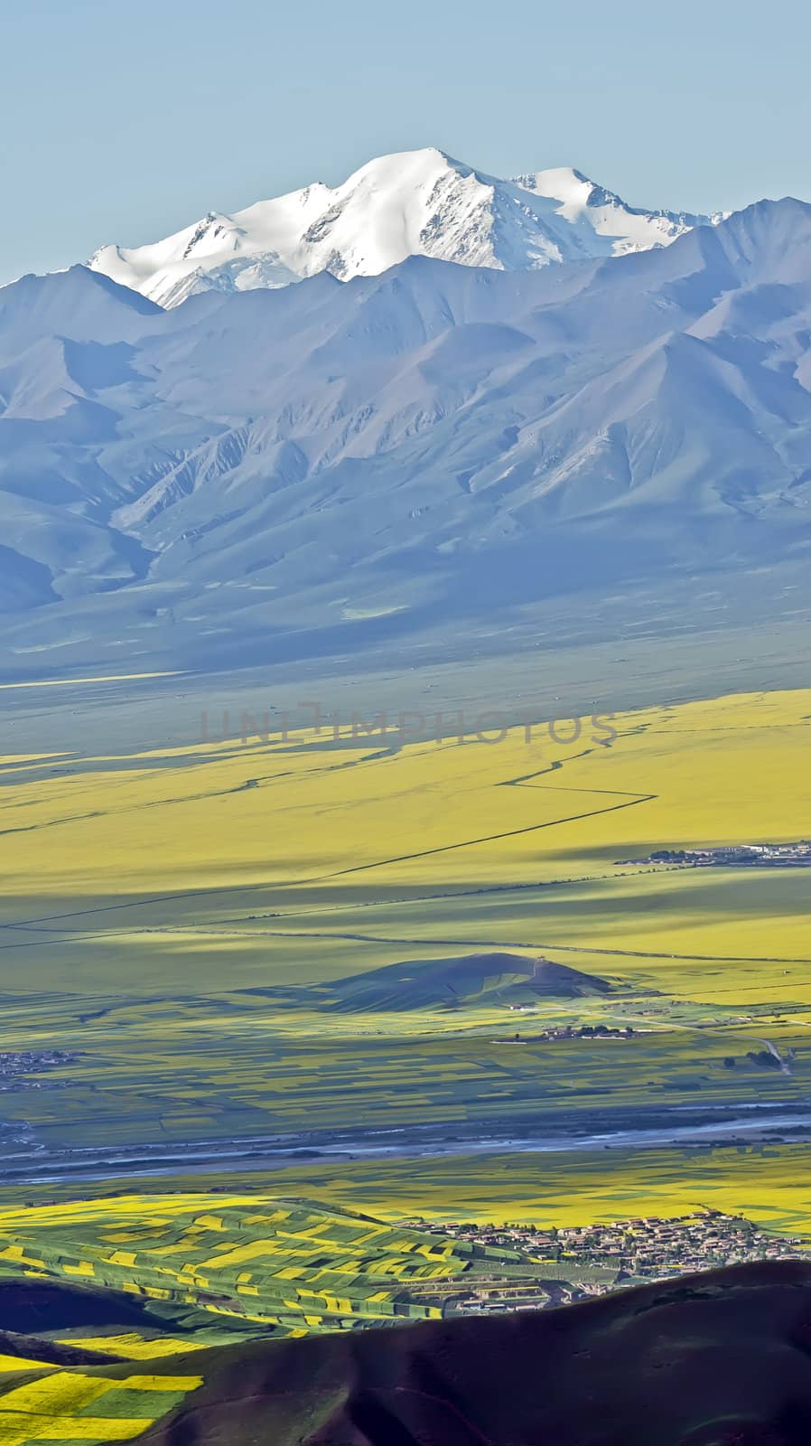 Oil seed rape field in the summer - was taken in Qinghai, China by xfdly5