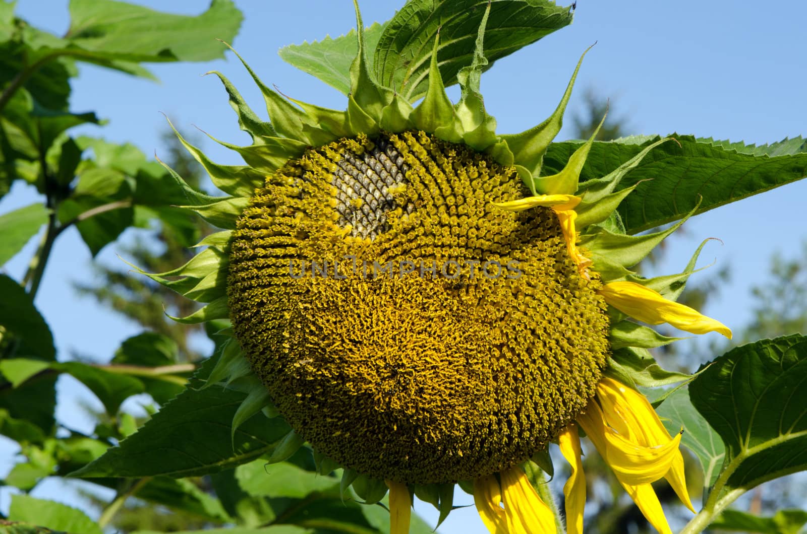 closeup of ripe deflorated sunflower head in end of summer.