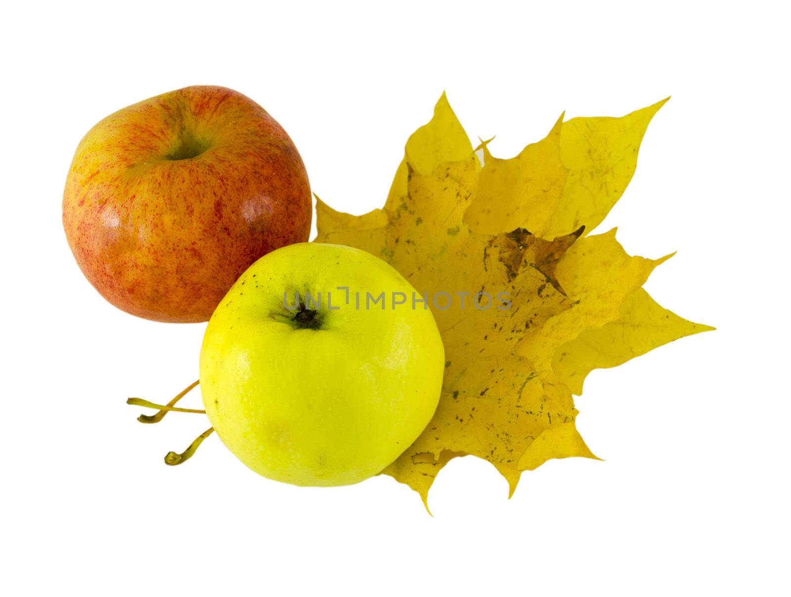 yellow and pink apple lying next to the yellow maple leaves isolated on white background