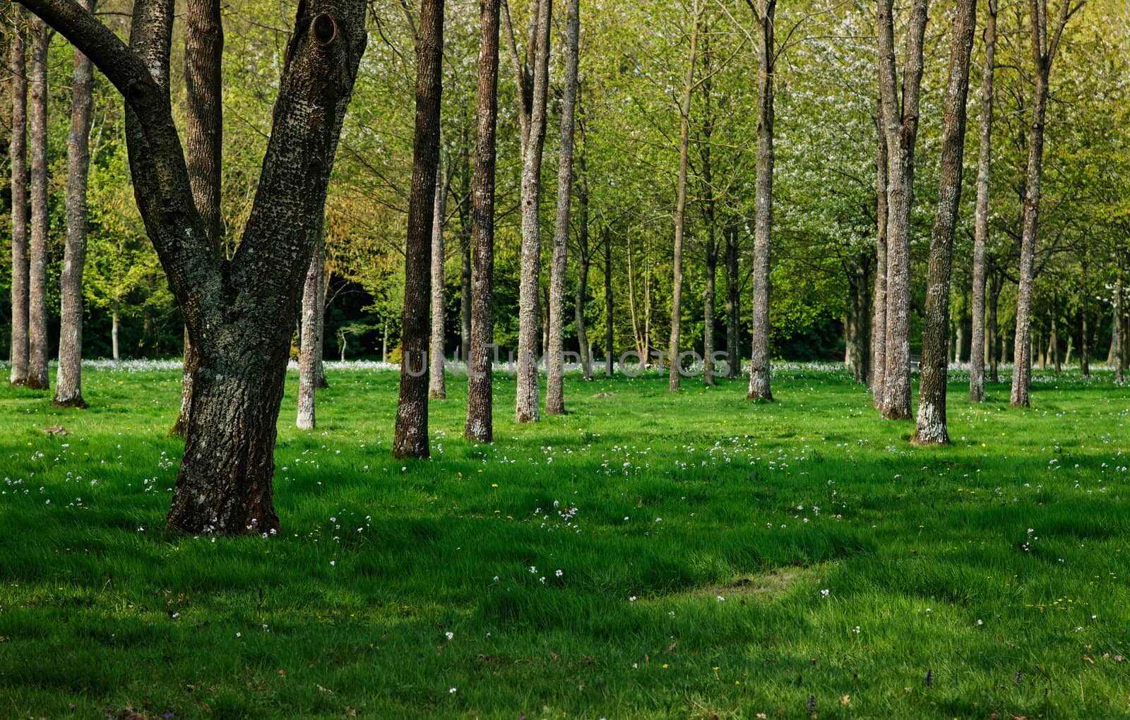 Beautiful green forest in spring.
