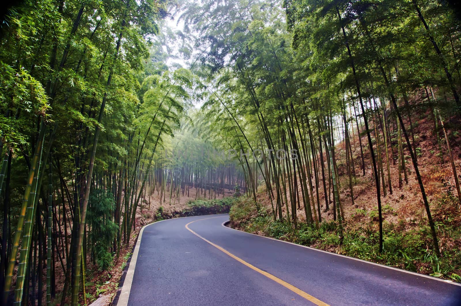 Bamboo grown in the southern provinces of mainland China