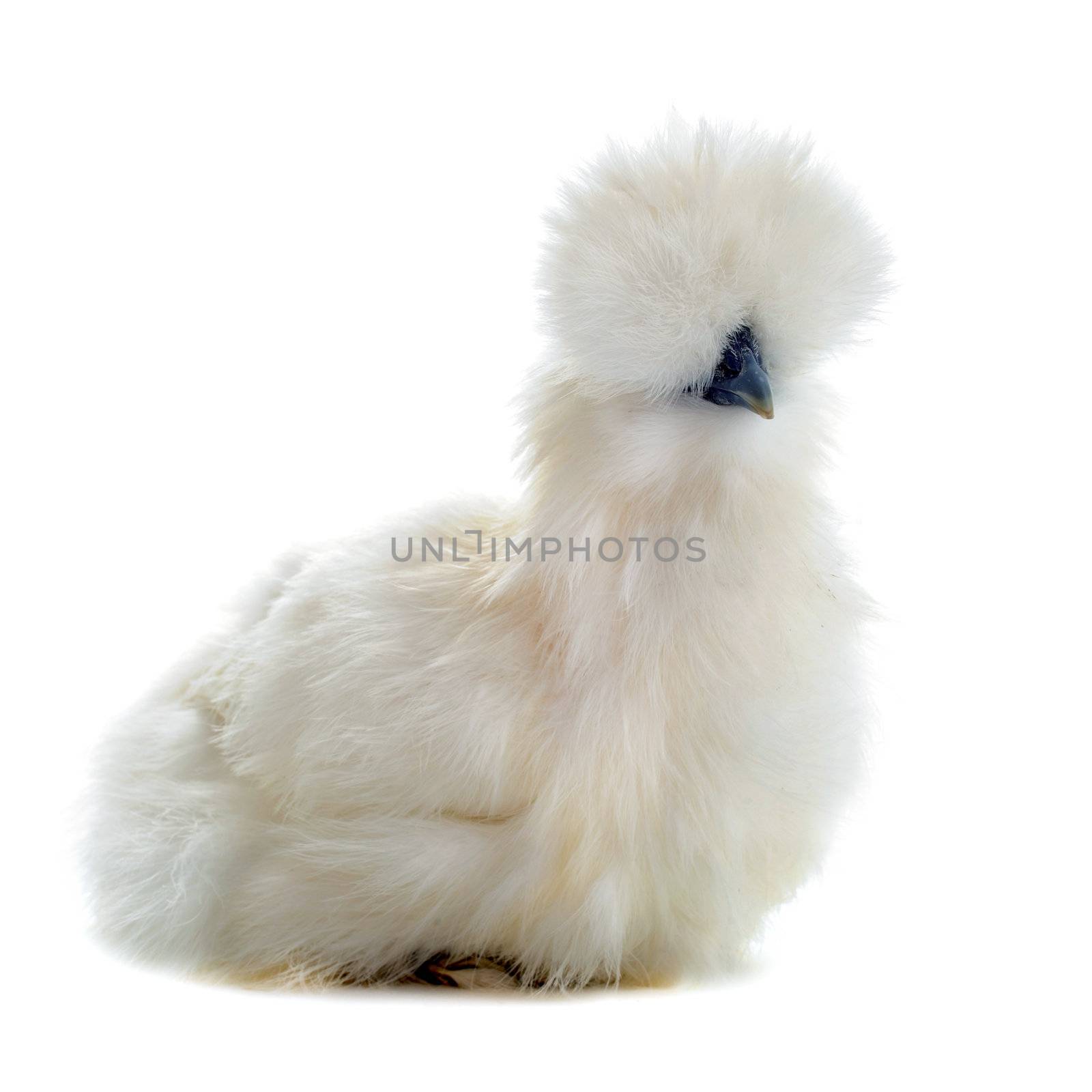 A small bantam silkie on a white background