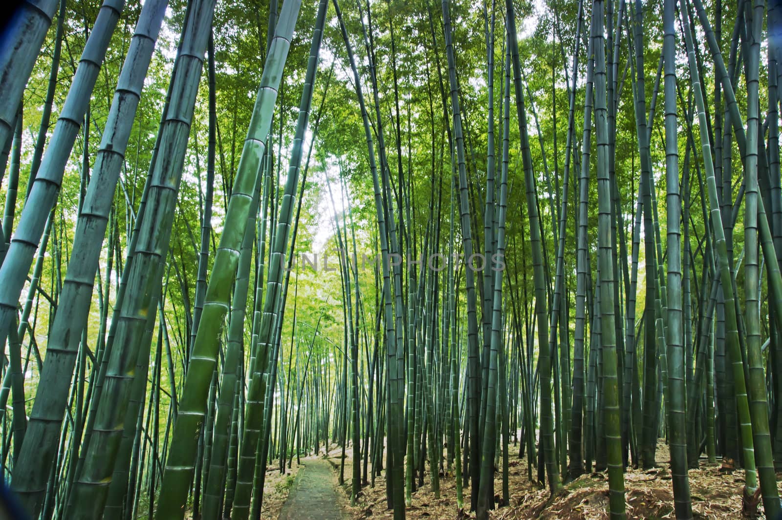 Bamboo grown in the southern provinces of mainland China