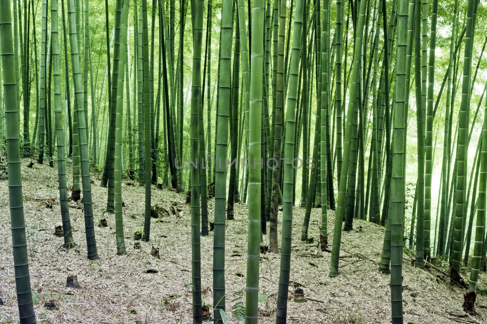 Bamboo grown in the southern provinces of mainland China