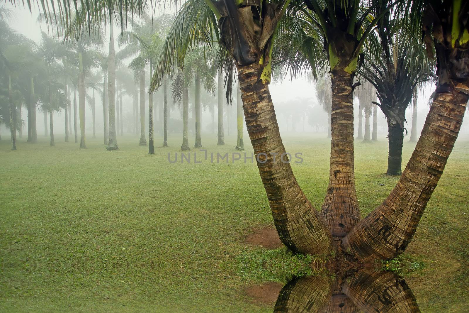 Coconut Grove Man fog, like a dream - was taken in Haikou, China