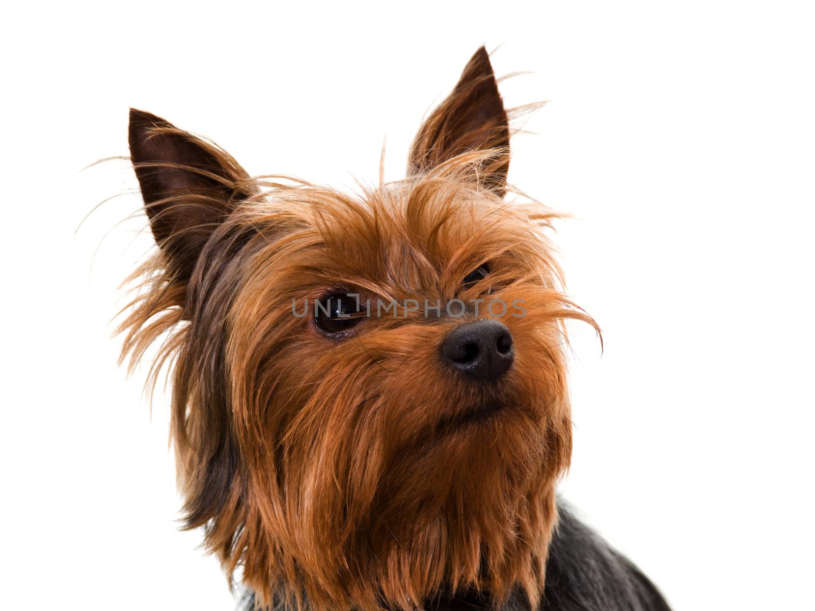 Studio photo of a yorkshire terrier isolated on white