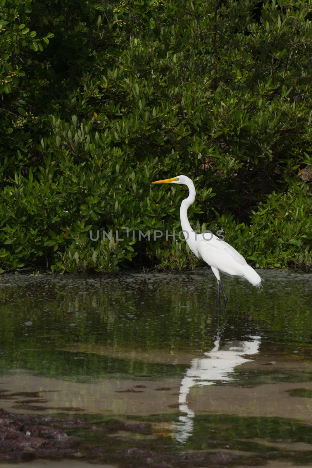 white Great Egret (Ardea alba) bird in a tropical lake (wildlife scenery) in Antigua, Caribbean