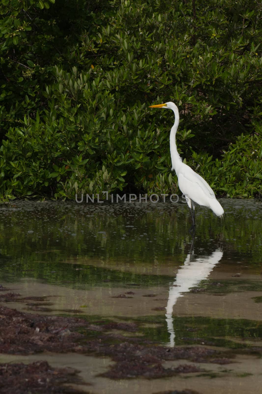 white Great Egret (Ardea alba) bird in a tropical lake (wildlife scenery) in Antigua, Caribbean