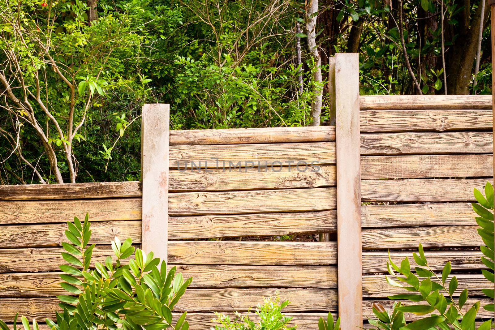 A neat wooden garden fence with dense vegetation