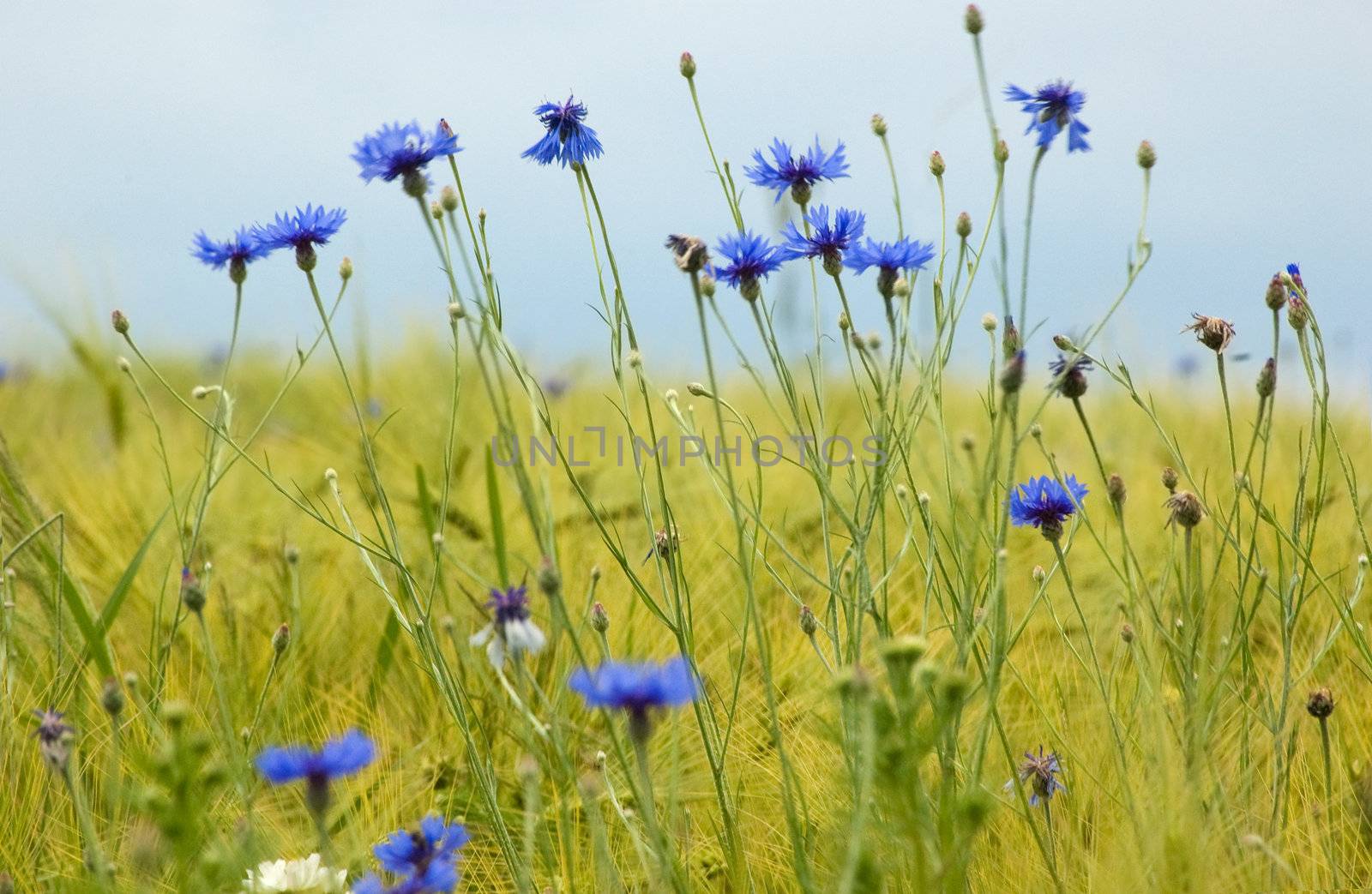 Blue corn flowers in a meadow in springtime