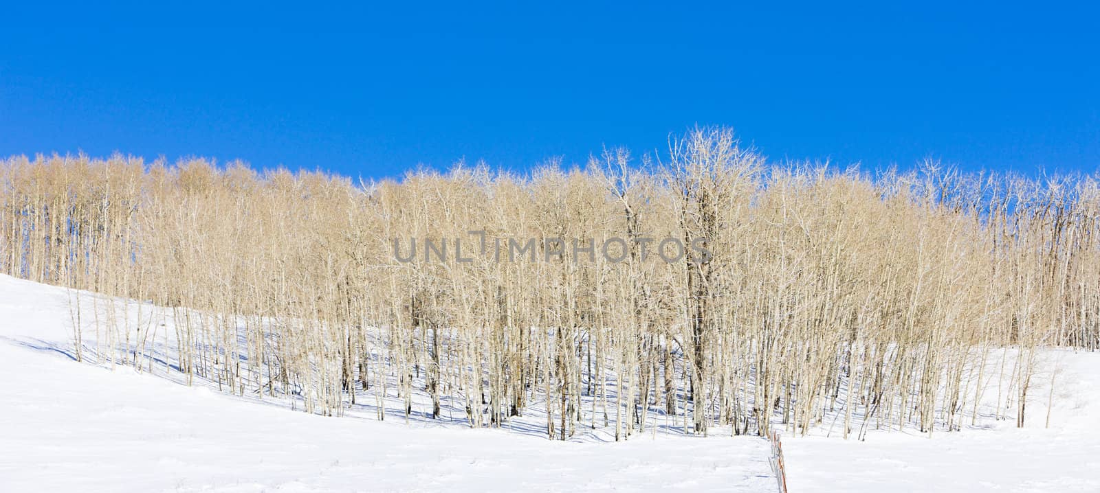 winter fores, Utah, USA