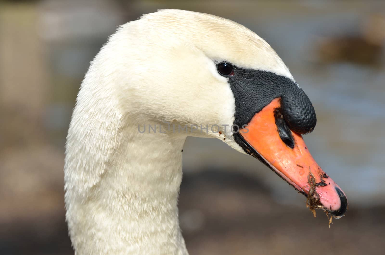 Swan Head in close up