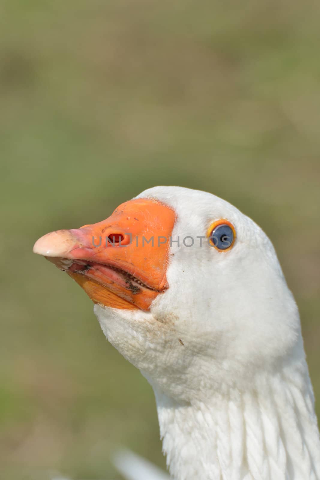 Head of White Goose by pauws99