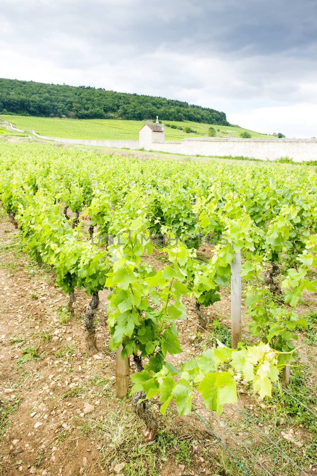 vineyards near Gevrey-Chambertin, Cote de Nuits, Burgundy, France