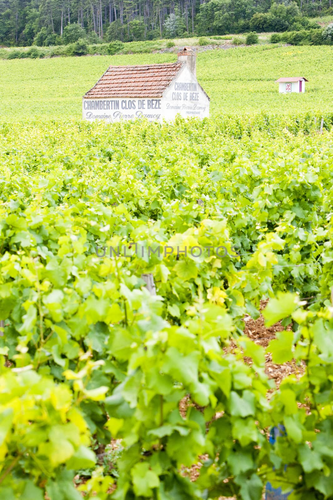vineyards near Gevrey-Chambertin, Cote de Nuits, Burgundy, France
