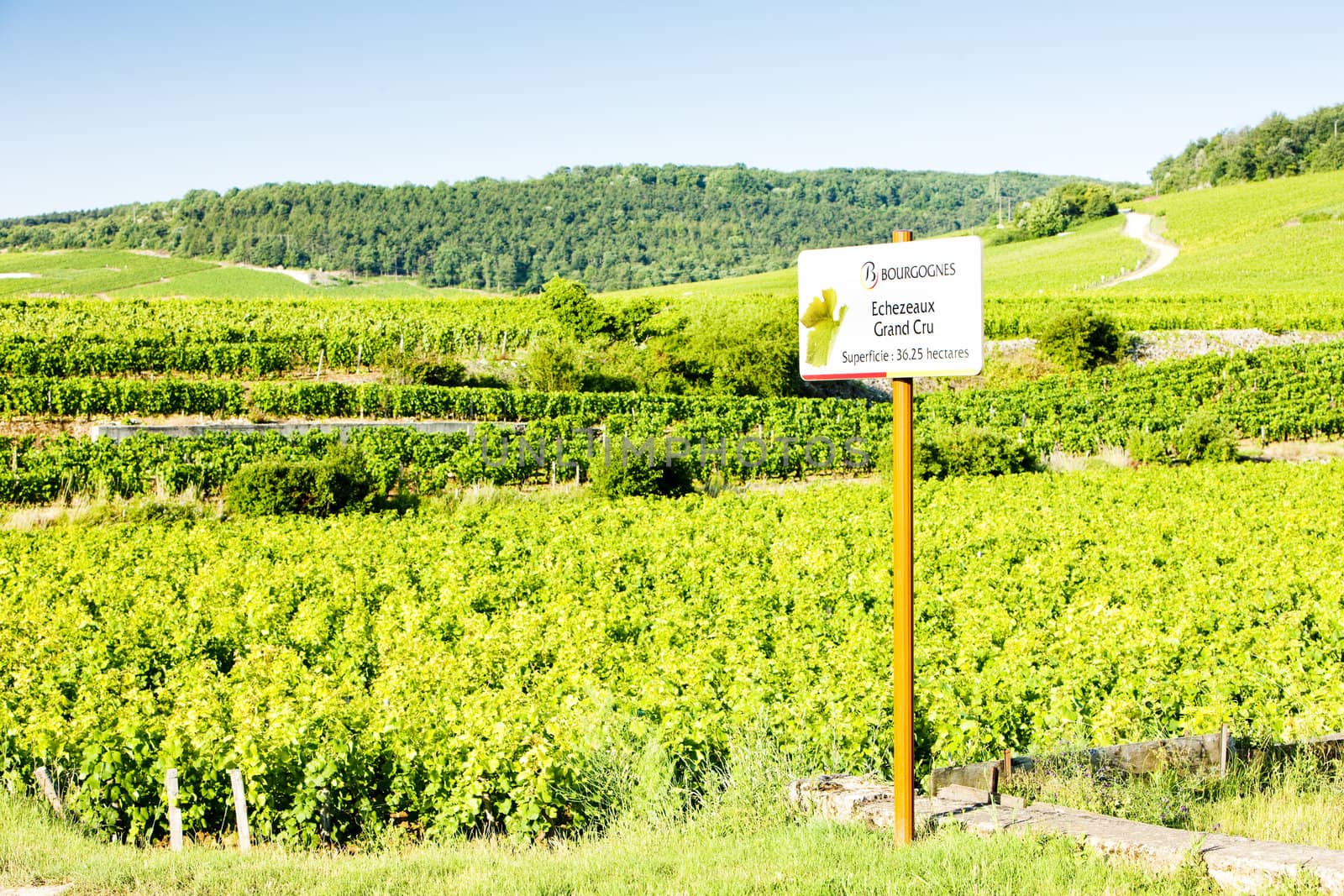 grand cru vineyards of Richebourg, Burgundy, France