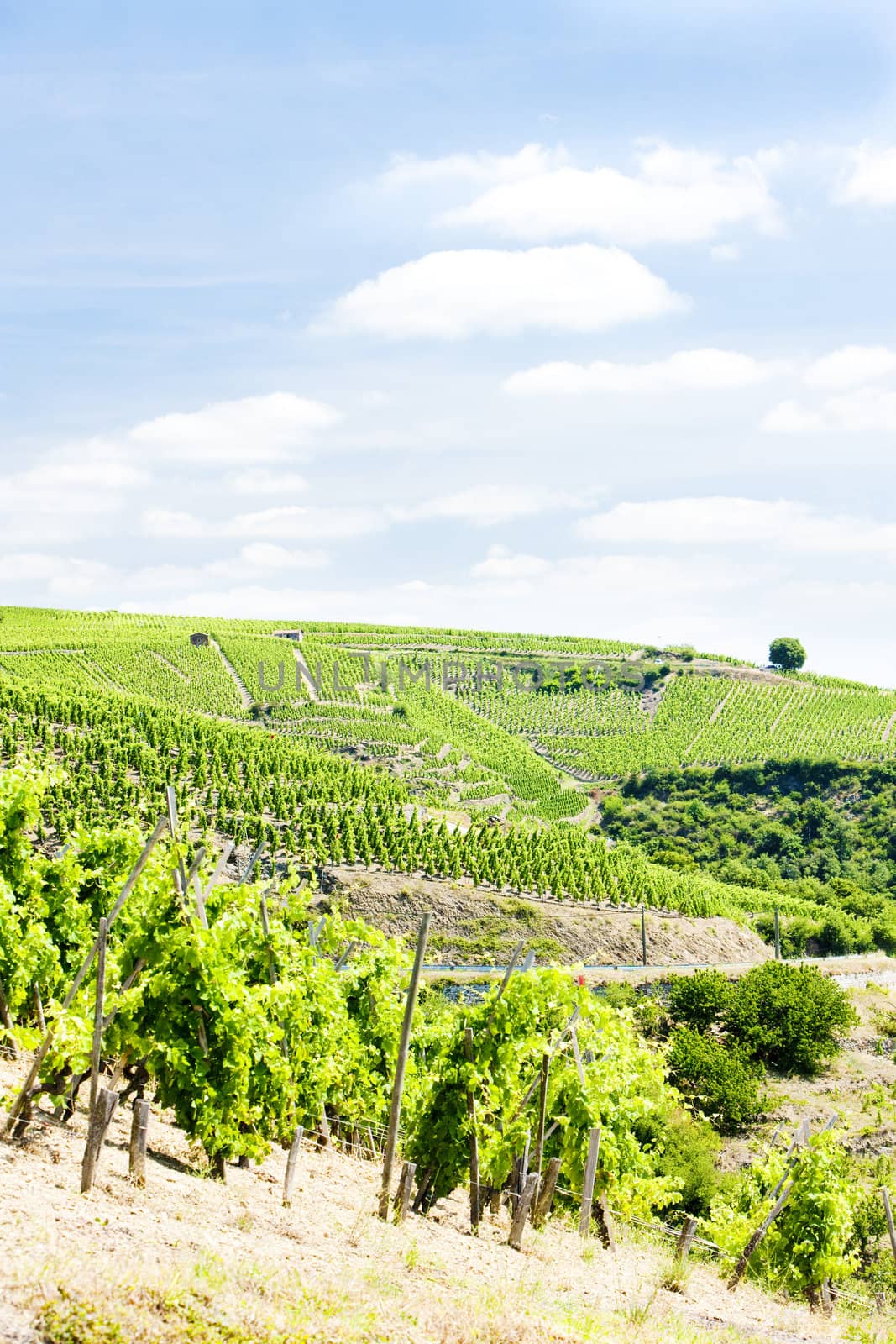 grand cru vineyards, Cote Rotie, Rhone-Alpes, France