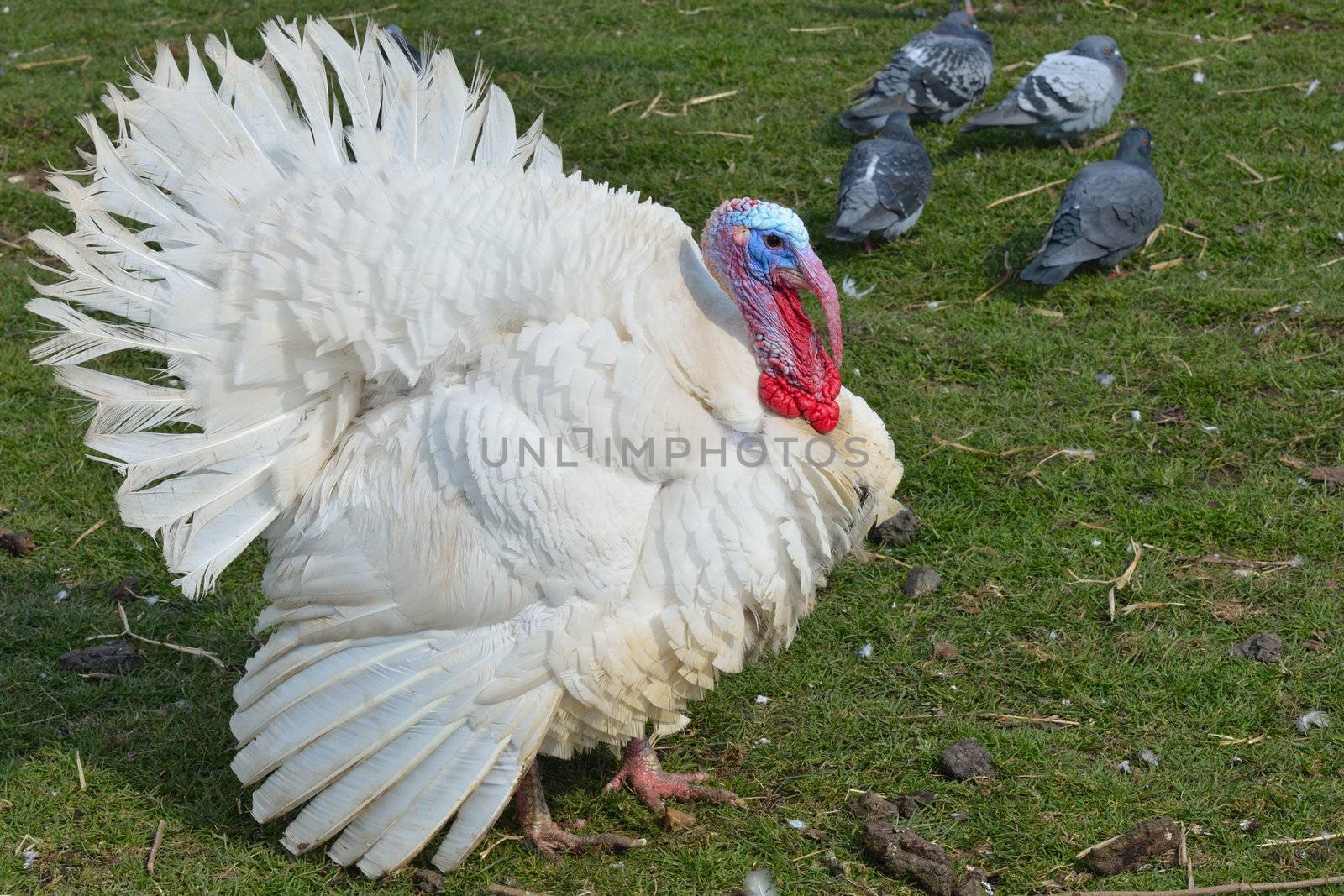 White Turkey Outdoors