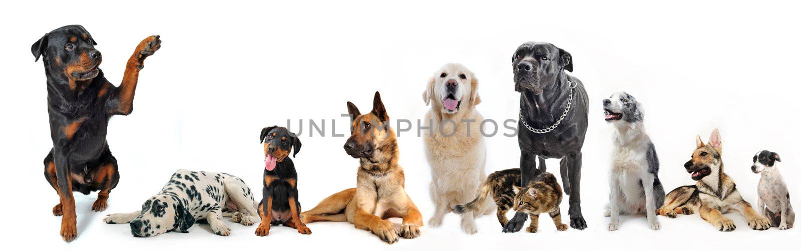 cute  rottweiler say hello with his paw to a group of dogs and cat