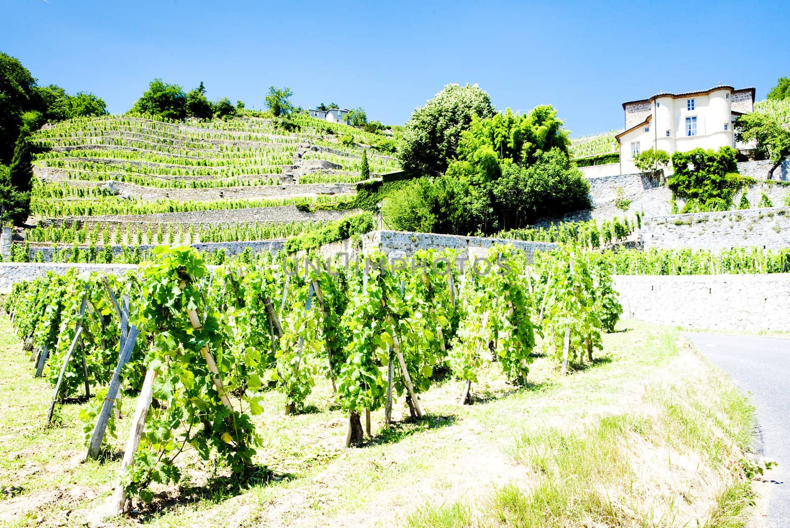 vineyard of Chateau Grillet, Rhone-Alpes, France