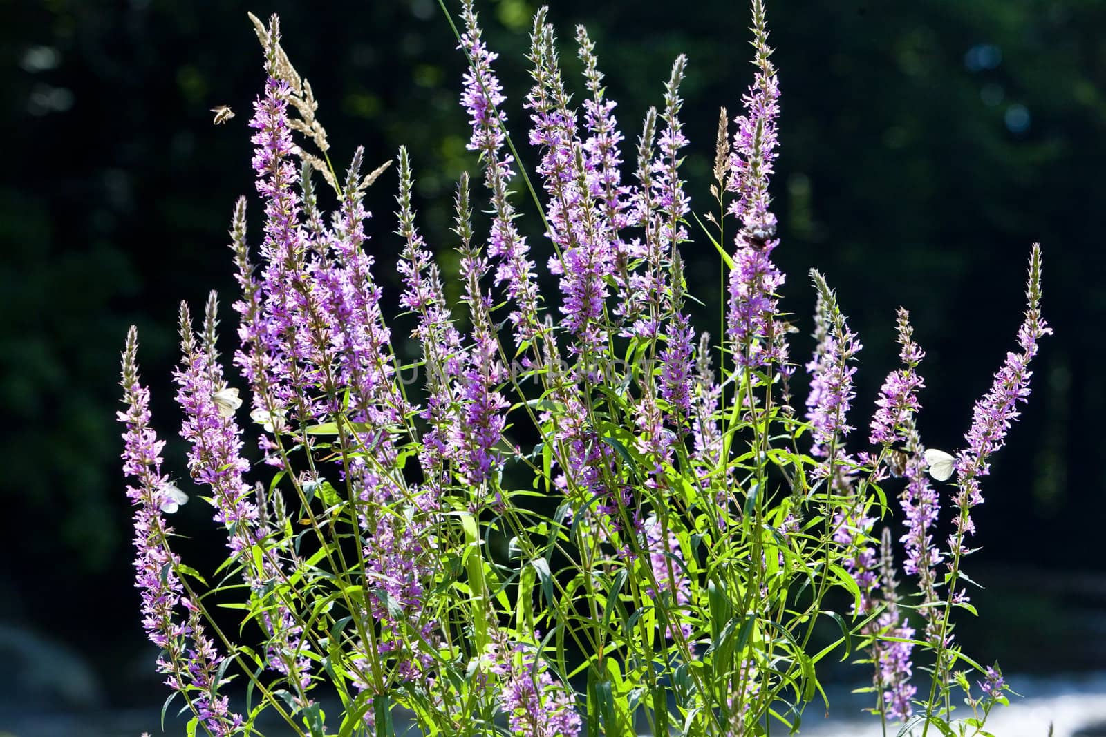 summer flowers