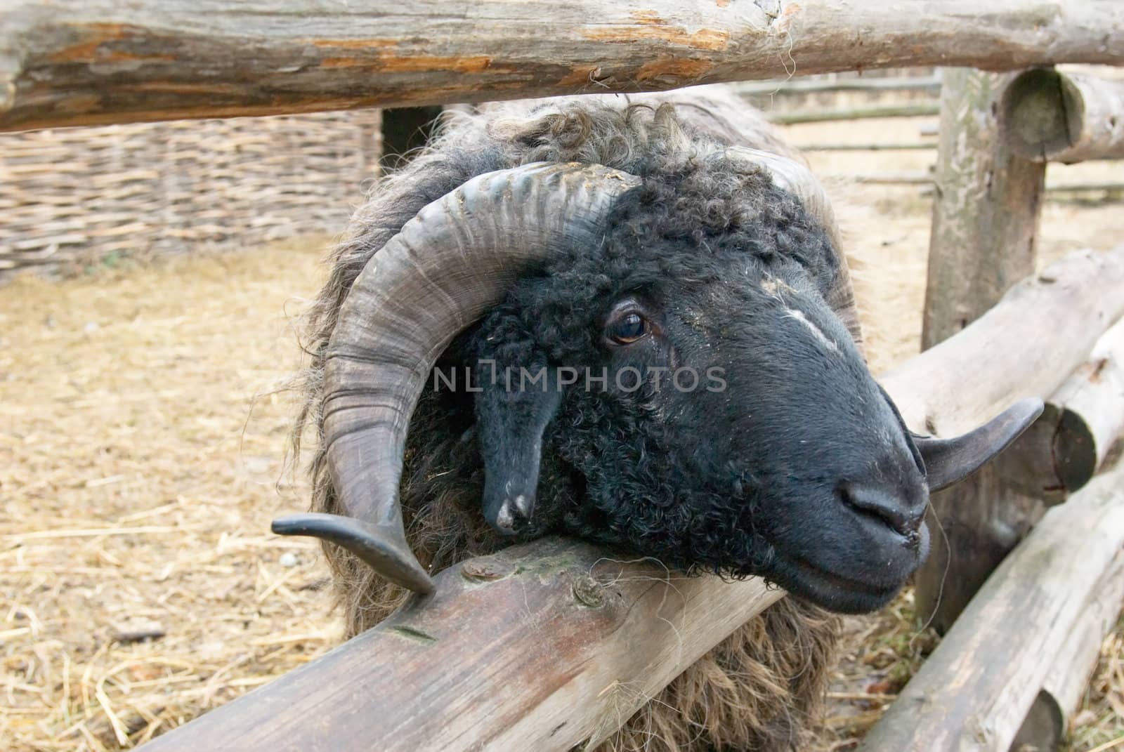 portrait of a sheep with big horns