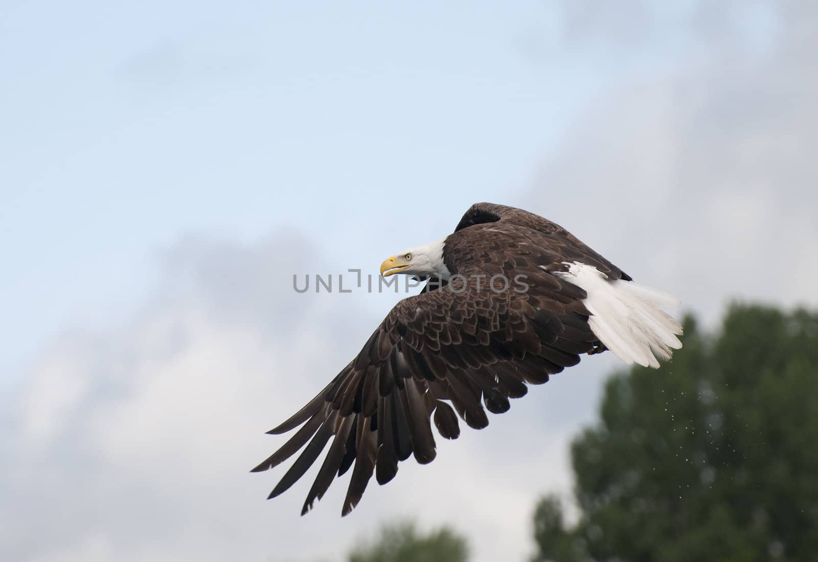 Selective focus on an intense bald eagle taking off with droplets of water flying below