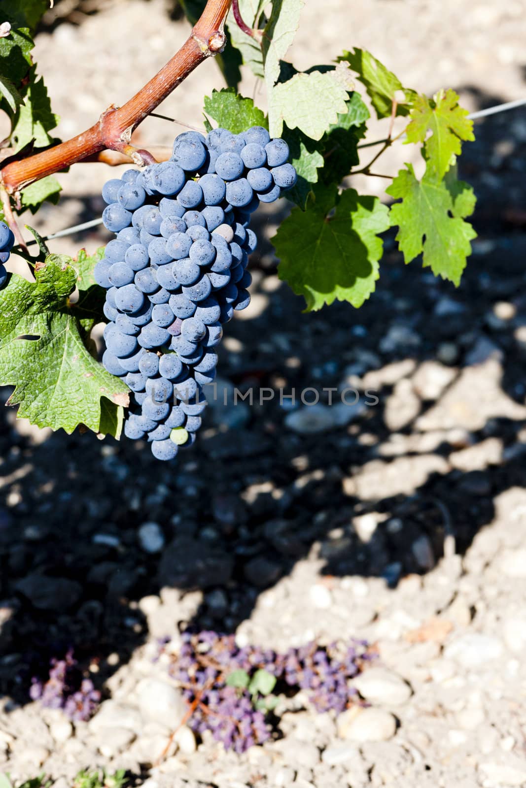blue grape in Bordeaux Region, Aquitaine, France