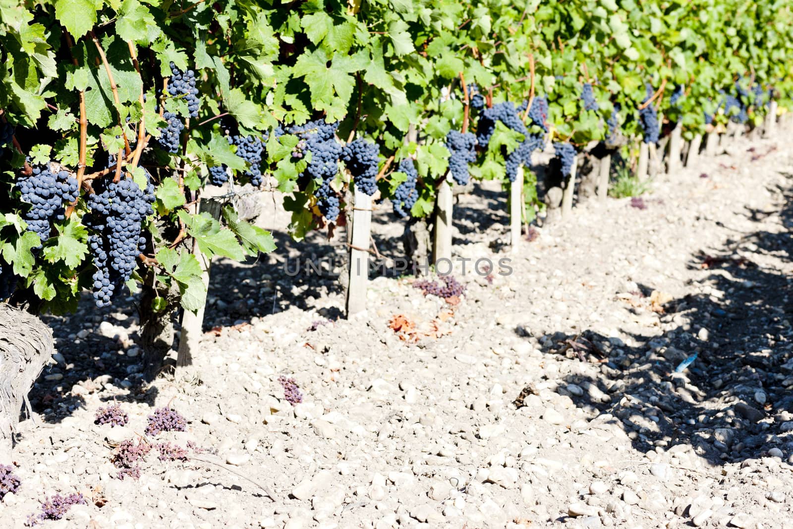 vineyard with blue grapes in Bordeaux Region, Aquitaine, France