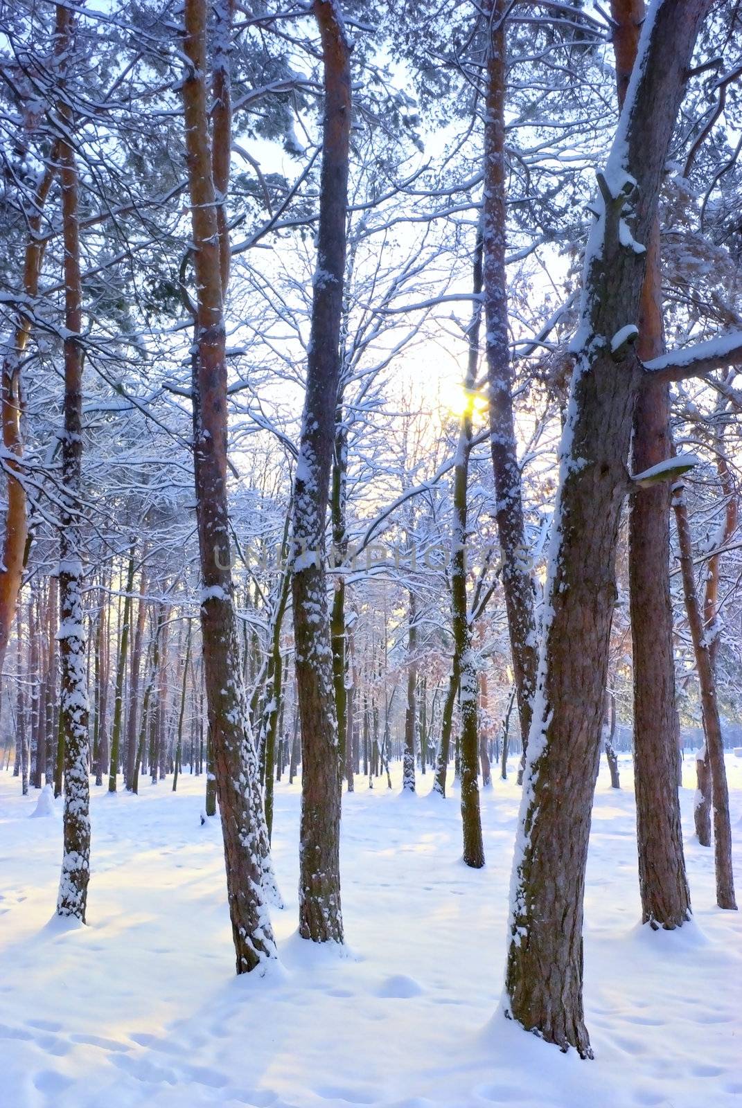 Sun rays getting through winter forest trees, sunbeams