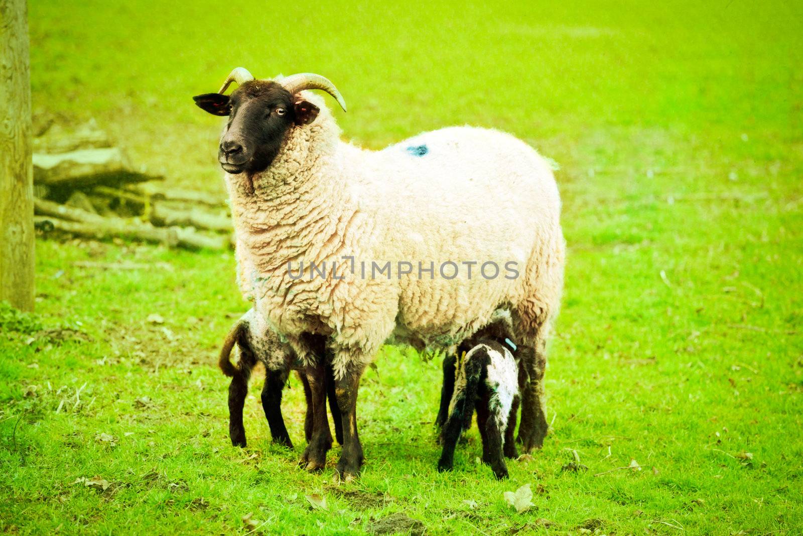 A female Norfolk Horn sheep feeding her lamb in a field