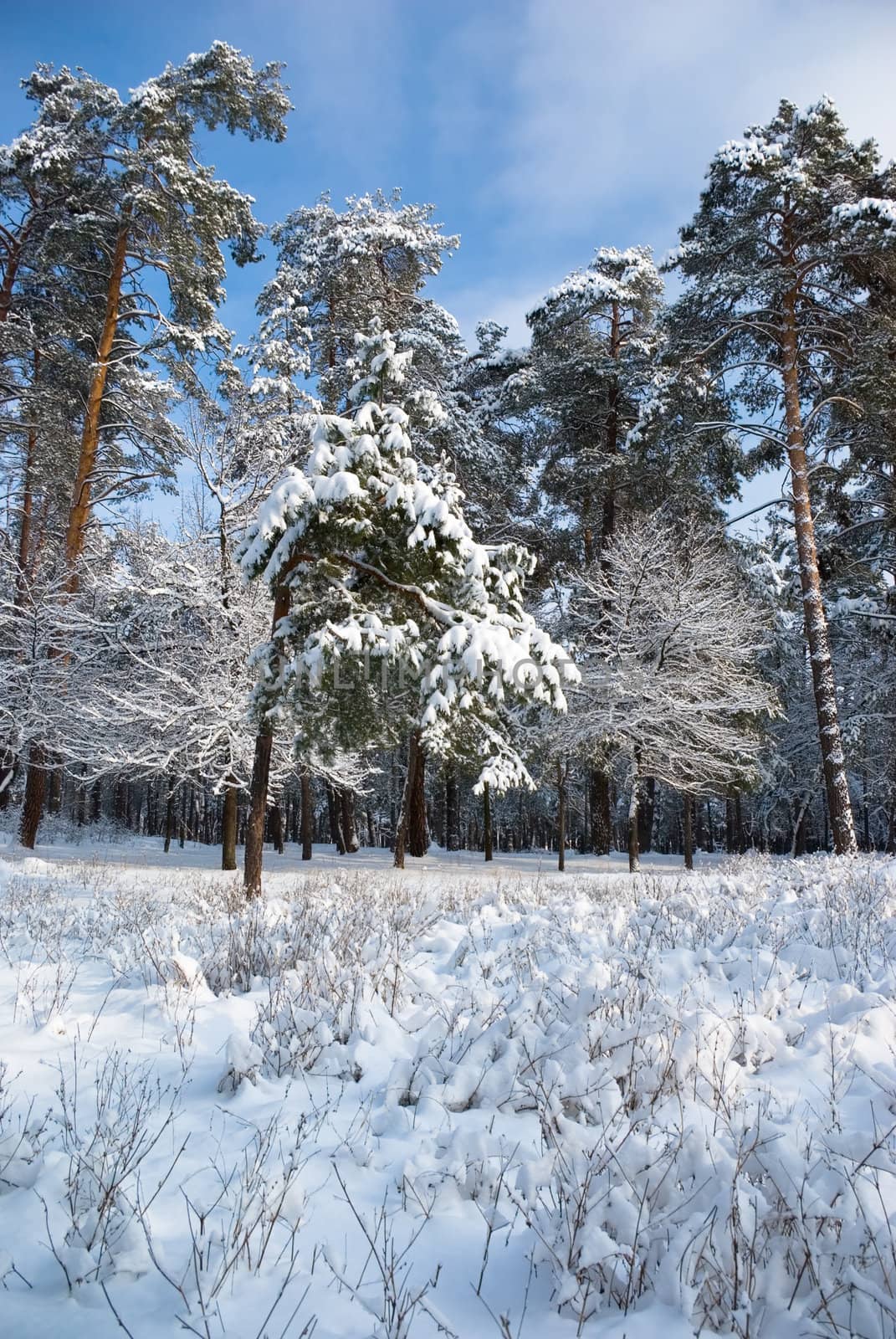 Winter forest by vrvalerian