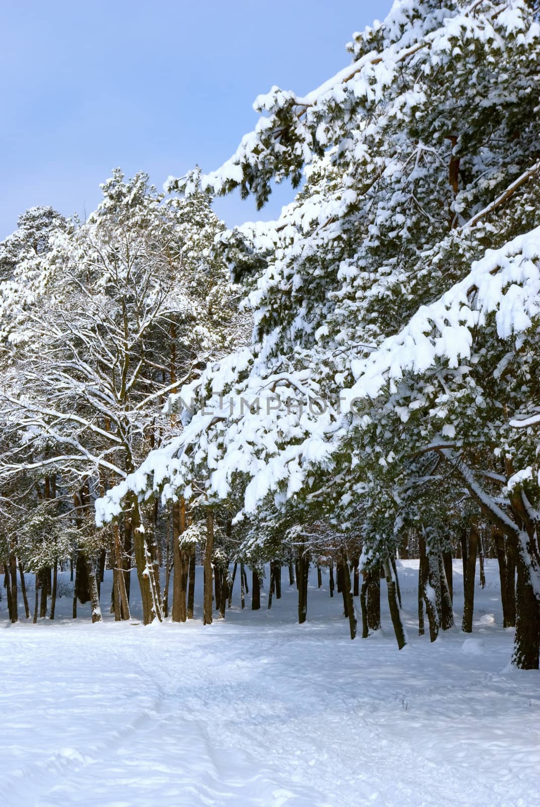 Winter forest- snow and beautiful icy trees