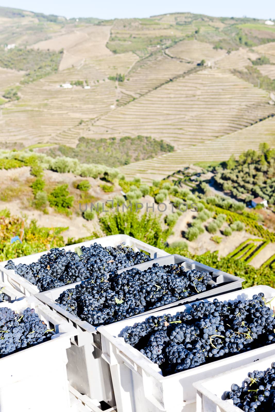 wine harvest, Douro Valley, Portugal