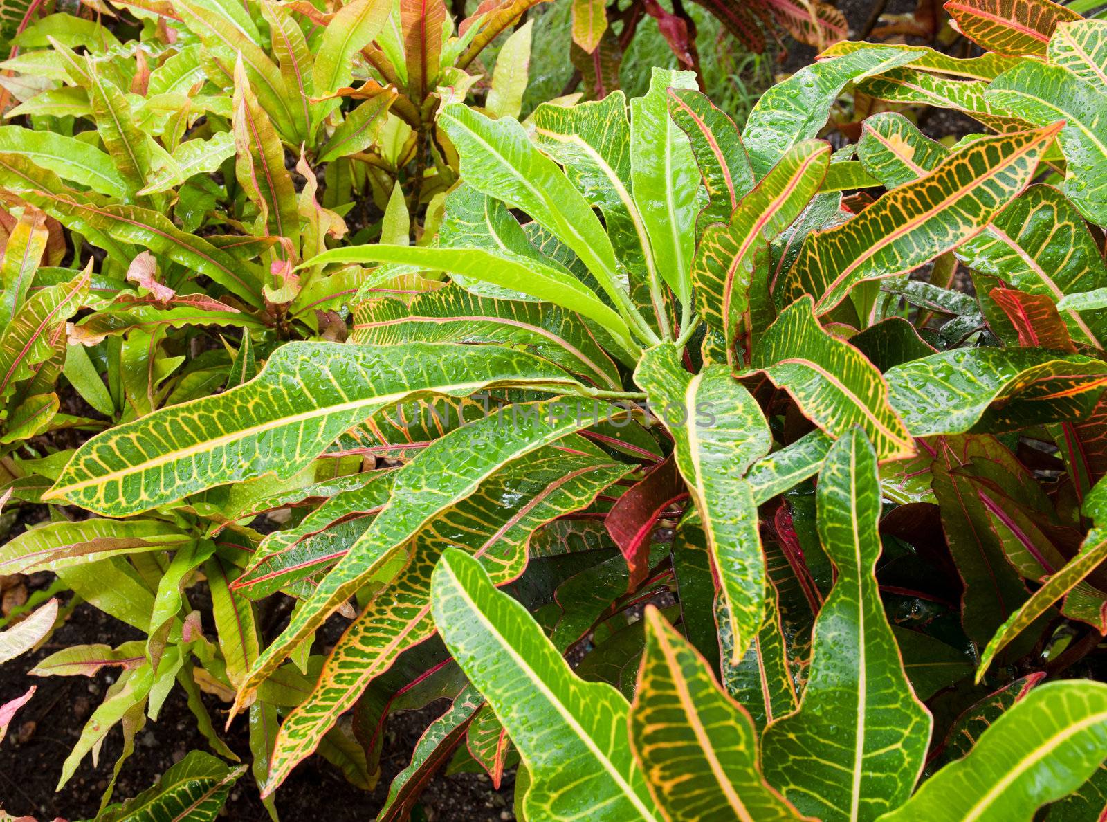 gorgeous Croton (Codiaeum variegatum) plant with water drops after tropical storm in Antigua