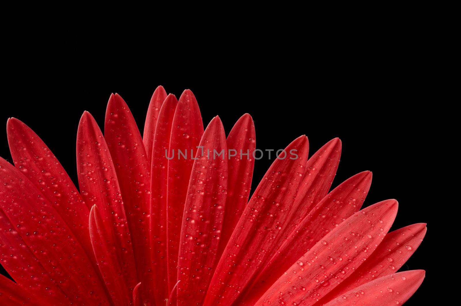 Closeup on the petals of a Gerber Daisy isolated on a black background