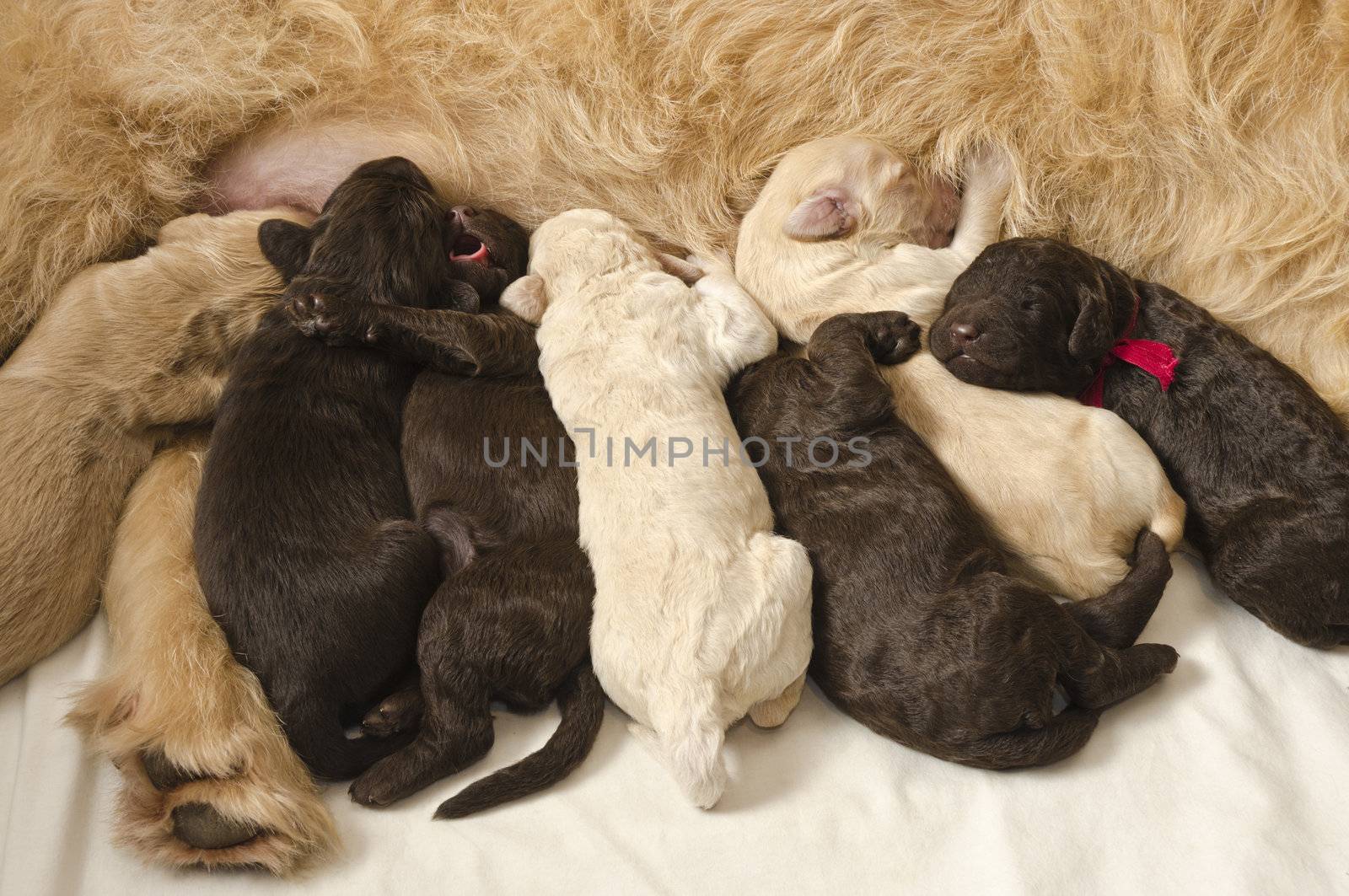 Labradoodle pups with their mom, some feeding and some sleeping