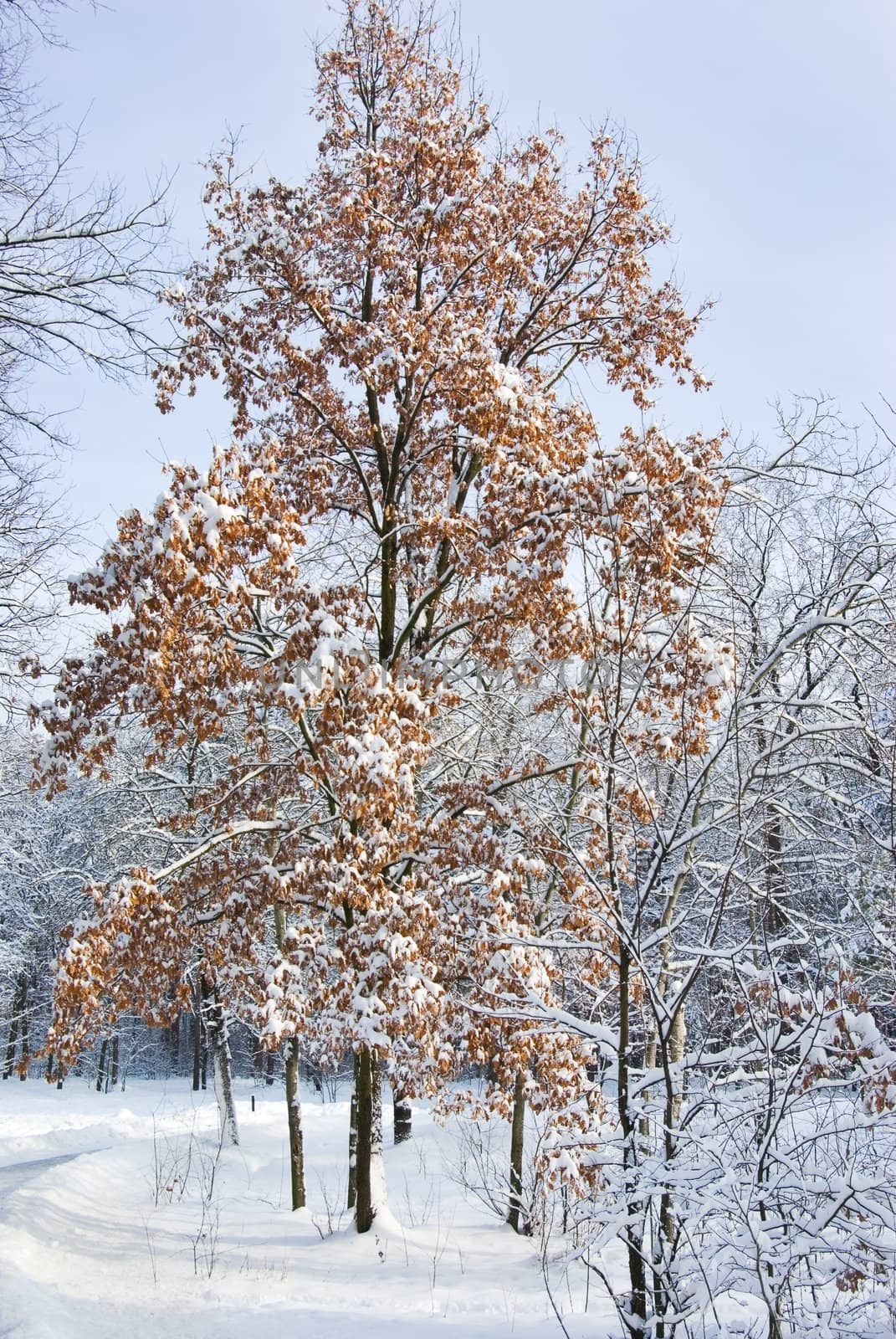 Winter forest- snow and beautiful icy trees