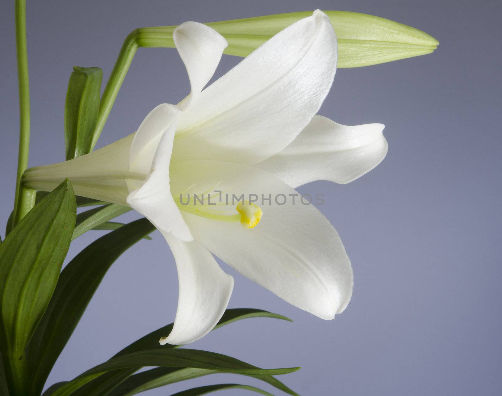 Easter Lily bloom on a blue background