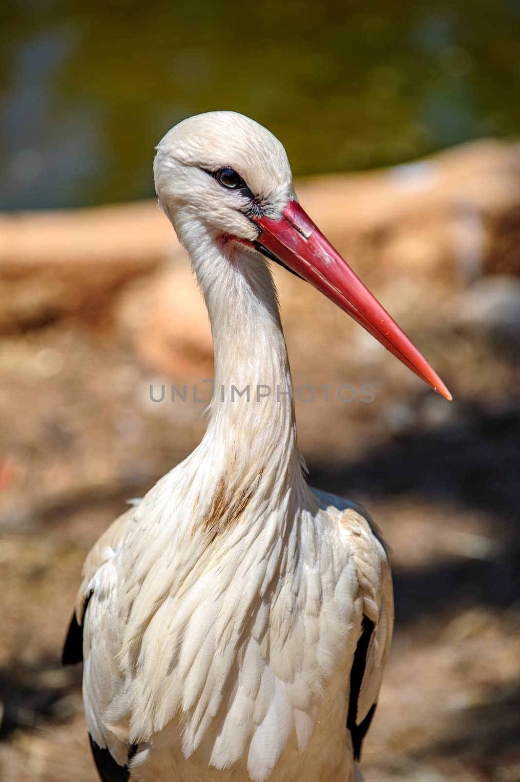 Closeup view of white stork