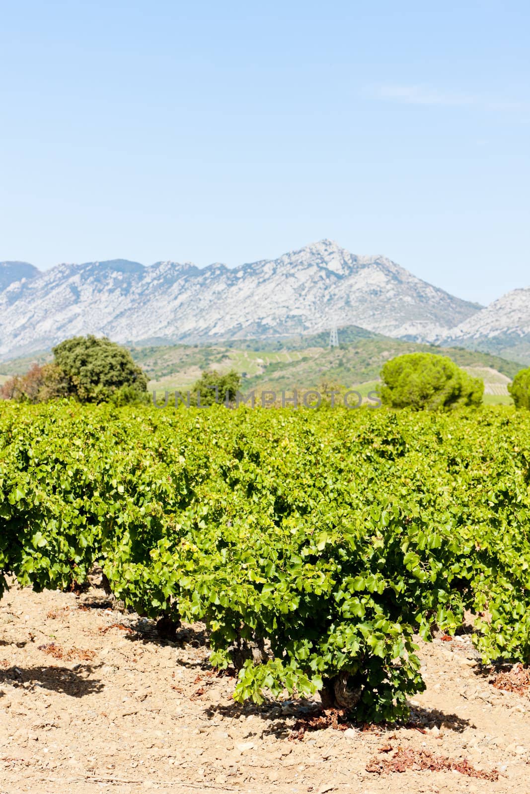 vineyars in Languedoc-Roussillon, France