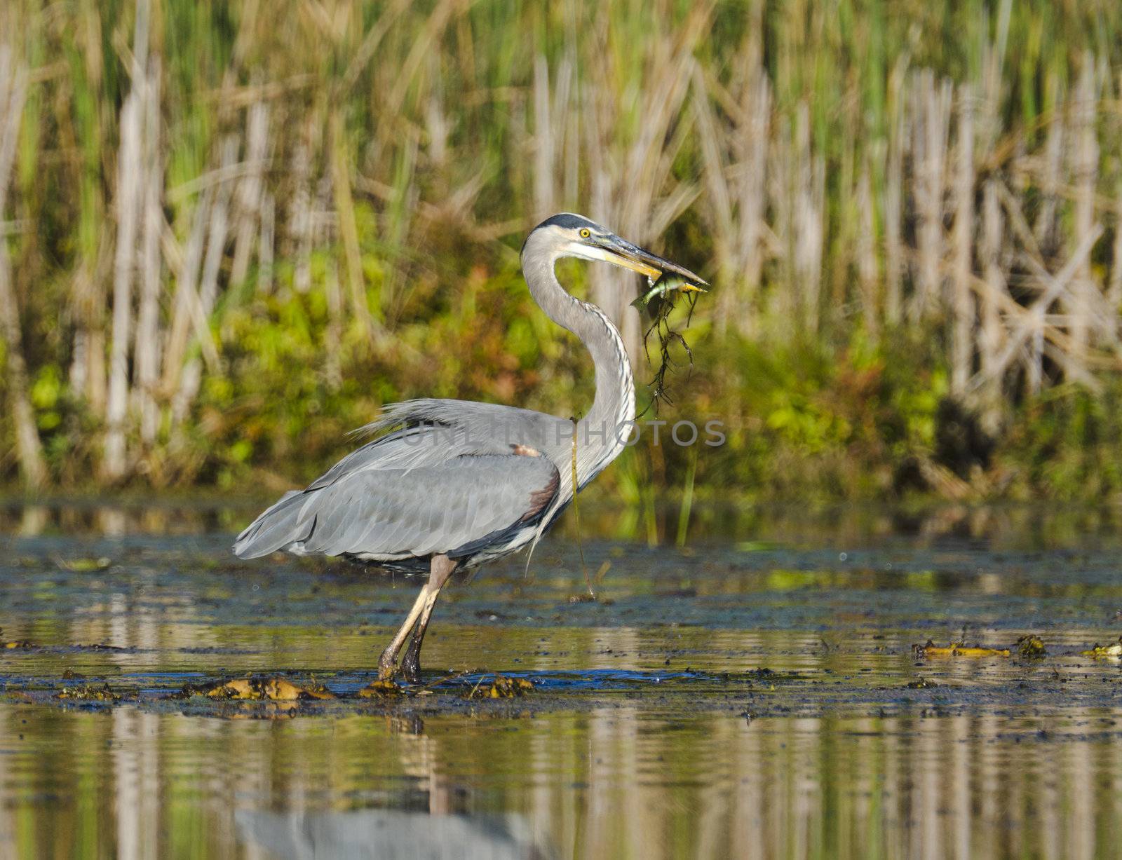 Blue heron with small fish in his beak