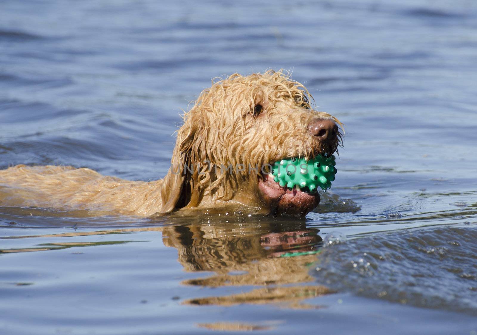 Closeup of a labradoodle dog fetch the ball from on the lake