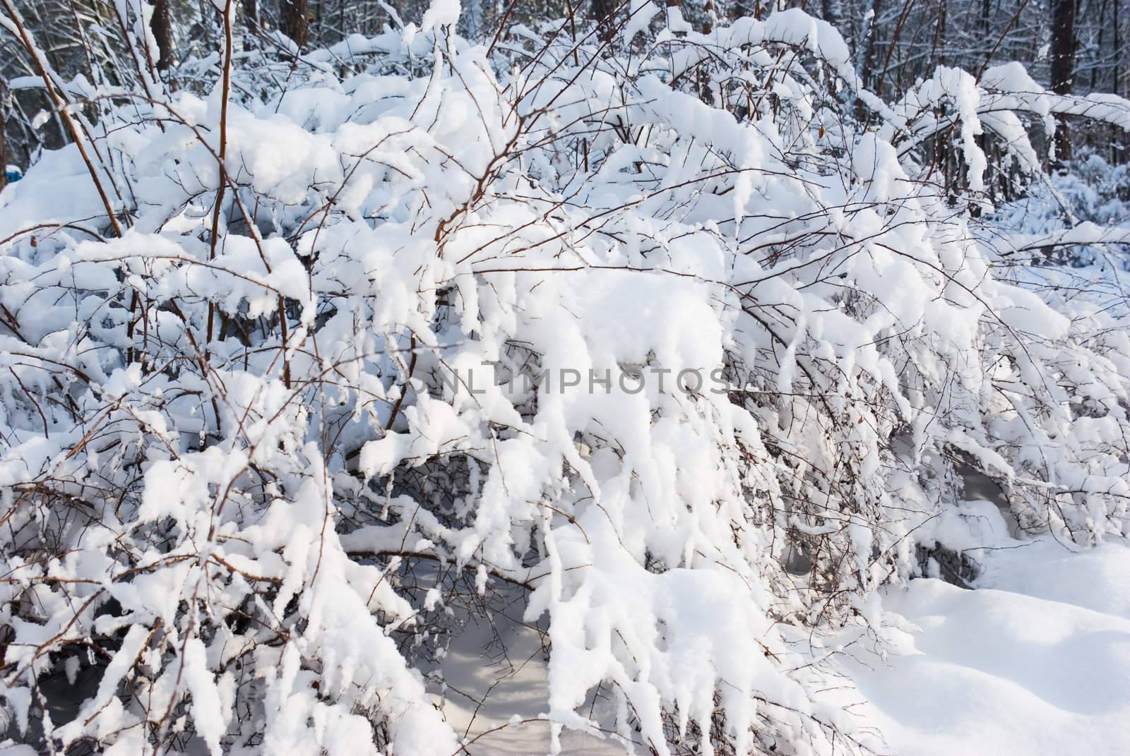 Winter forest- snow and beautiful icy bush