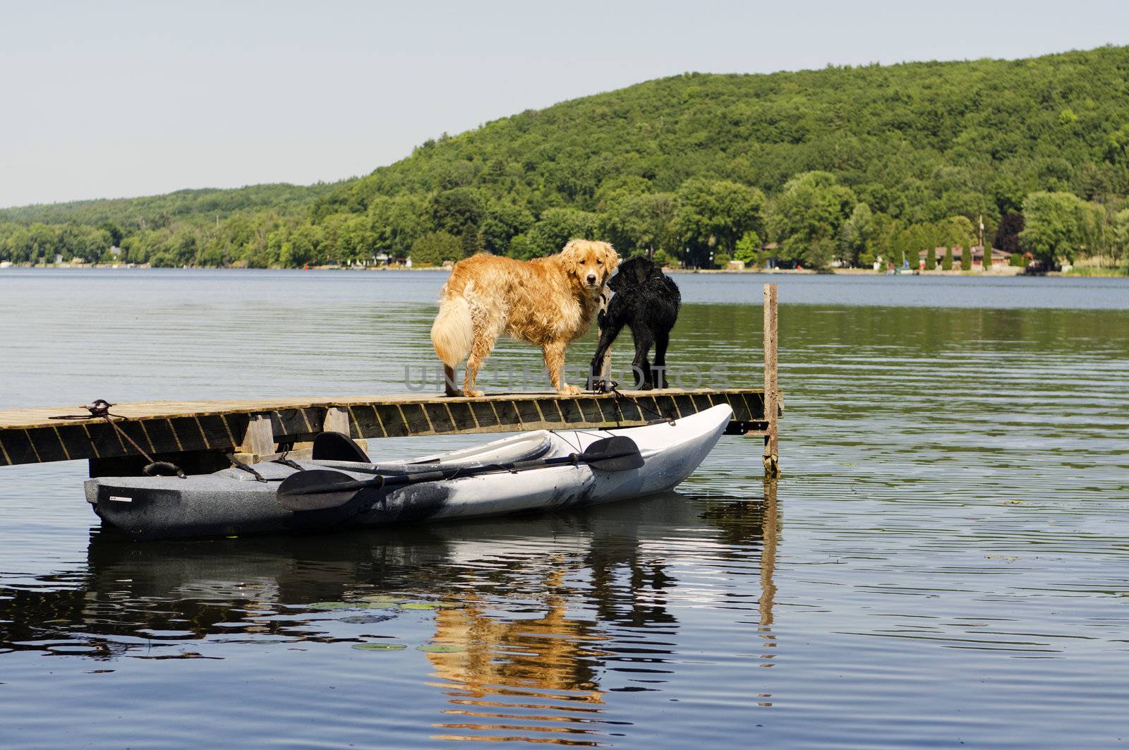 Dogs on the dock with kayak in the foreground and scenic river in the background