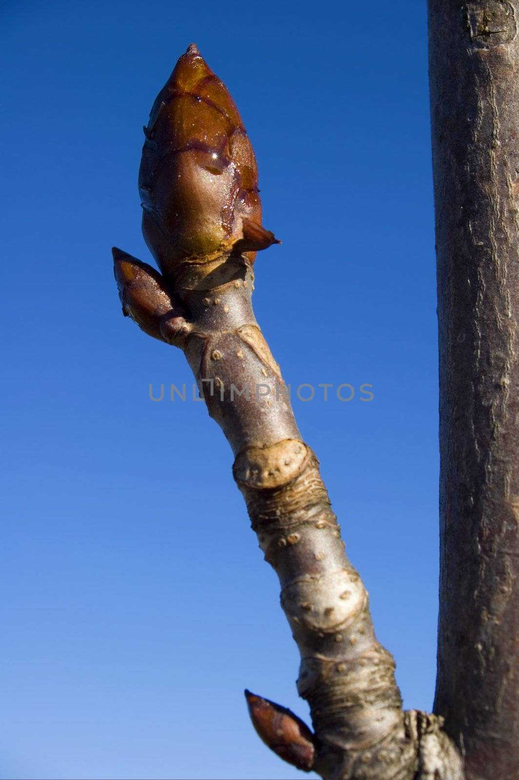 close up bud of tree at early spring