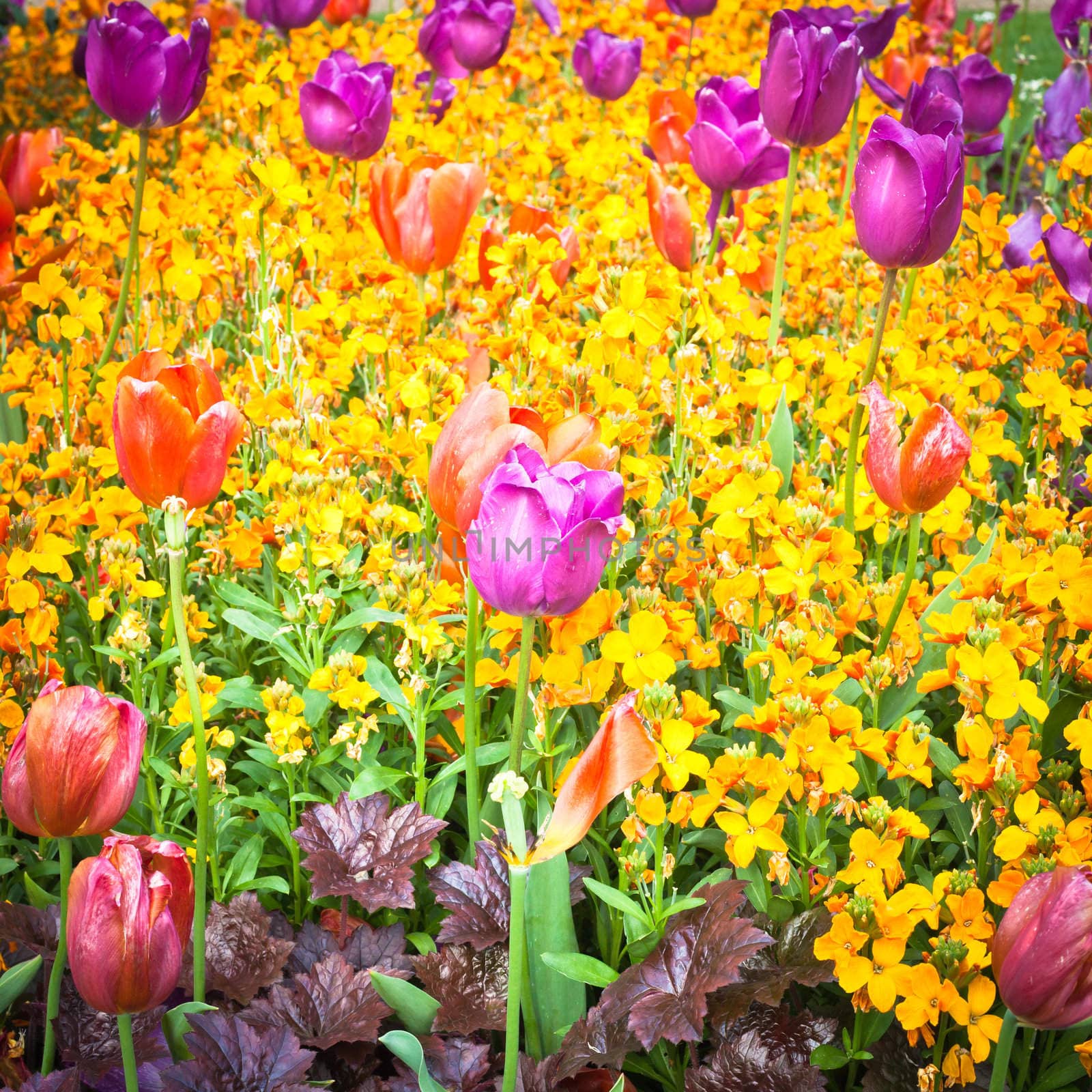 Colorful display of tuplips and pansies in a garden