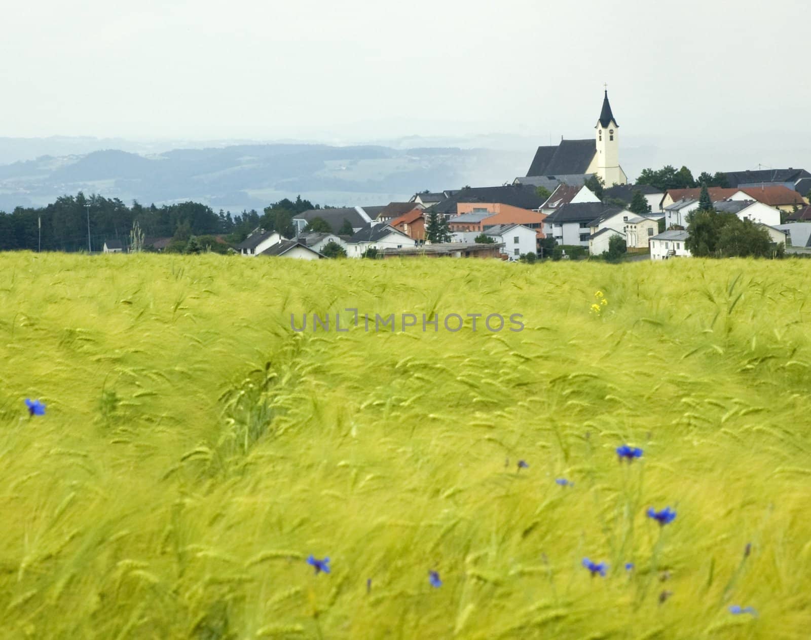 Village in upper austria with cornfield in foreground